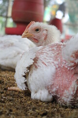 Closeup portrait of broiler chicken on farm