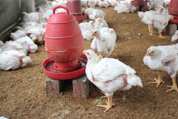 Broiler chicken drinking water in a farm
