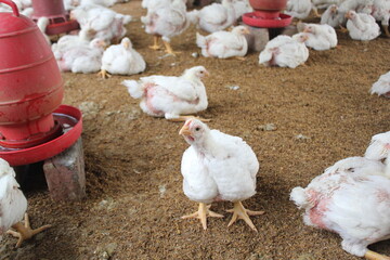 White poultry chicken walking in the farm