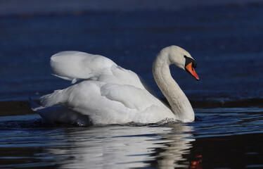 mute swan