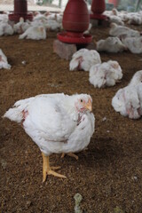 White poultry chicken walking in the farm