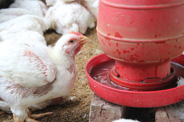 Poultry chicken drinking water in a farm