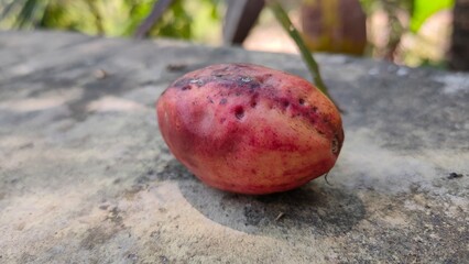 red apples on the tree