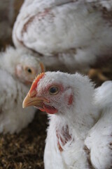 Closeup portrait of broiler chicken on farm