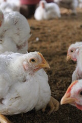 Closeup portrait of broiler chicken on a farm