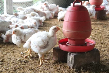 Fotobehang Broiler chicken drinking water in a farm © Alif_Mahamud