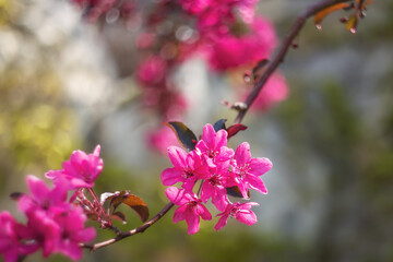 A branch with a blooming decorative apple tree. Beautiful red flowers close-up on a tree branch.