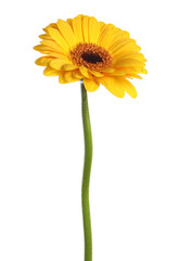 Beautiful yellow gerbera flower isolated on white