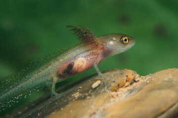 Lissotriton helveticus larva at the bottom of a stream 