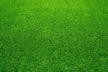 Fototapeta premium lawn at home increase green space Increase oxygen, reduce glare.and help alleviate the spread of dust well 