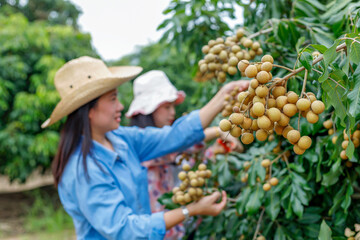 Longan, longan orchard, Thai fruit, farmers are collecting produce to sell at the market in the village organic concept.