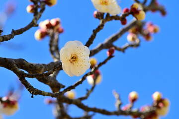 梅の花