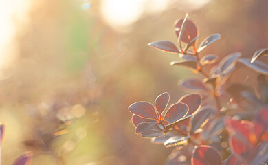 Red leaves on blurred autumn nature background with beautiful sunny bokeh and copy space for text.