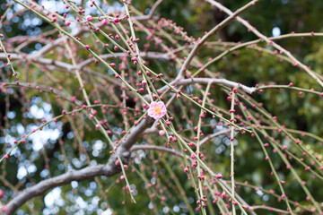 branches of a red plum
