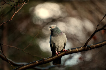 A city pigeon on a weekend in the country