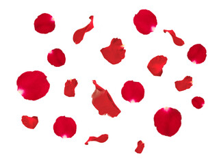 Red rose falling red rose petals isolated on white background. applicable for design of greeting cards on Valentine's Day