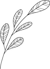 collection forest fern eucalyptus art foliage natural
leaves herbs in line style. Decorative beauty, elegant illustration 
for design: Vector flower Botanical