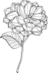 collection forest fern eucalyptus art foliage natural
leaves herbs in line style. Decorative beauty, elegant illustration 
for design: Vector flower Botanical