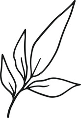 collection forest fern eucalyptus art foliage natural
leaves herbs in line style. Decorative beauty, elegant illustration 
for design: Vector flower Botanical