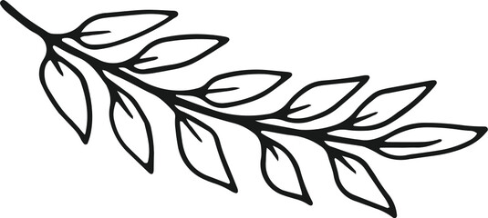 collection forest fern eucalyptus art foliage natural
leaves herbs in line style. Decorative beauty, elegant illustration 
for design: Vector flower Botanical