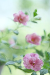 Fototapeta na wymiar Small pink flowers and green leaves on a bush