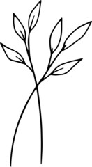 collection forest fern eucalyptus art foliage natural
leaves herbs in line style. Decorative beauty, elegant illustration 
for design: Vector flower Botanical