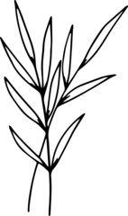 Fototapeta premium collection forest fern eucalyptus art foliage natural leaves herbs in line style. Decorative beauty, elegant illustration for design: Vector flower Botanical