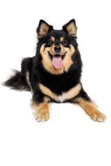 Happy Finnish Lapphund dog resting on a white background