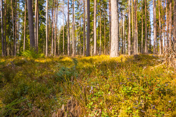 A beautiful spring forest landscape. Seasonal scenery of Northern Europe woodlands.