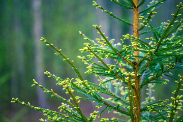 A beautiful spring forest landscape. Seasonal scenery of Northern Europe woodlands.