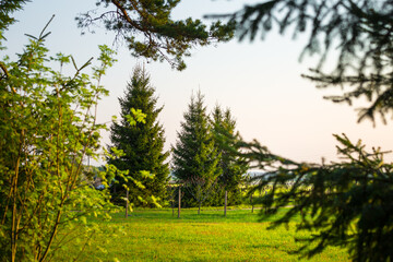A beautiful spring forest landscape. Seasonal scenery of Northern Europe woodlands.