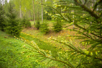 Fototapeta premium A beautiful spring forest landscape. Seasonal scenery of Northern Europe woodlands.