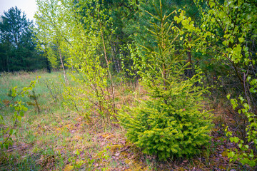 A beautiful spring forest landscape. Seasonal scenery of Northern Europe woodlands.