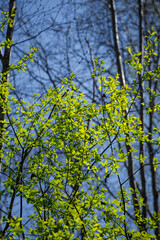 A beautiful spring forest landscape. Seasonal scenery of Northern Europe woodlands.