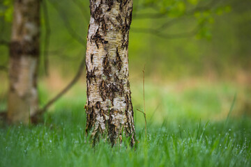 Fototapeta premium A beautiful spring forest landscape. Seasonal scenery of Northern Europe woodlands.