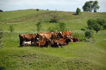 Cows and green grass