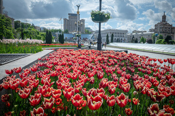 Nice color tulip flowers in the  spring at sunny morning on main square of Kiev Khreshchatyk, Ukraine