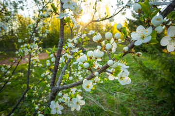 A beautiful spring forest scenery with blooming seasonal flowers. Landscape of woodlands in Northern Europe.