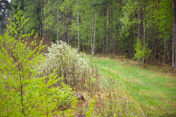A beautiful spring forest scenery with blooming seasonal flowers. Landscape of woodlands in Northern Europe.