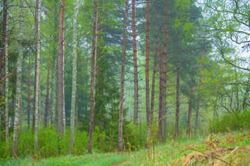 A foggy landscape of spring forest during morning hours. Misty seasonal scenery of Northern Europe woodlands.