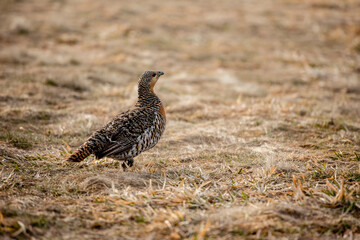 Female Black Grouse on wild, natural environment.