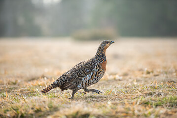 Female Black Grouse on wild, natural environment.