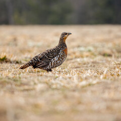 Female Black Grouse on wild, natural environment.