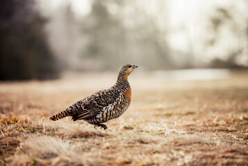 Female Black Grouse on wild, natural environment.
