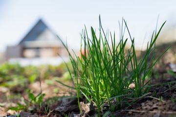 Selective focus on a sunny day on green grass that sprouted in a sun-warmed place in early spring among dry leaves not harvested last season, contrasting nature with a blurred residential building.