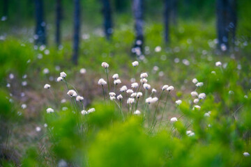 A beautiful spring swamp landscape in fresh green color. Seasonal swenery of wetland in Northern Europe.