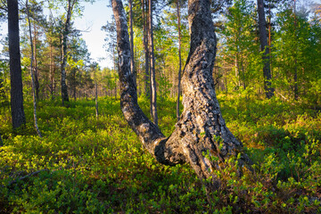 Fototapeta premium A beautiful spring swamp landscape in fresh green color. Seasonal swenery of wetland in Northern Europe.