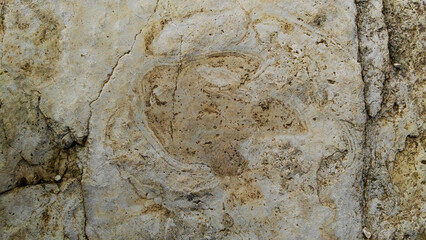 icnitas de dinosaurio , Las icnitas fueron producidas hace más de 80 millones de años por dinosaurios ornitópodos y terópodos se desplabazaban por extensas llanuras litorales puestas al descubierto