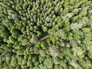 Forest top down