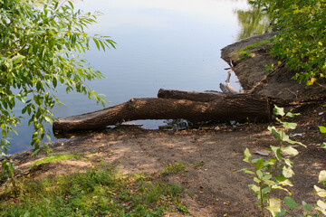 Fototapeta na wymiar A tree on the shore